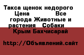 Такса щенок недорого › Цена ­ 15 000 - Все города Животные и растения » Собаки   . Крым,Бахчисарай